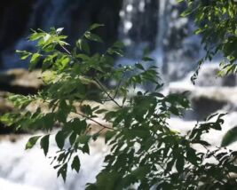 Main Street Improvements & Form-Based Zoning: Village of Williamsville, NY Main Street Improvements & Form-Based Zoning: Village of Williamsville, NY